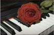 pianoamore.net